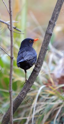 Common Blackbird