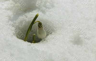 Snowdrop