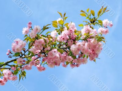 Blossomed pink cherry.