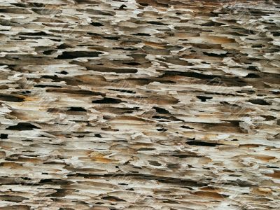 Old tree - a background