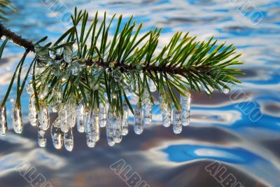 Pine branch with icicles