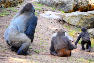 Gorilla Gorilla