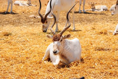 Addax Addax