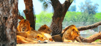 Lions