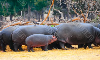 Hippopotamus Hippopotamus