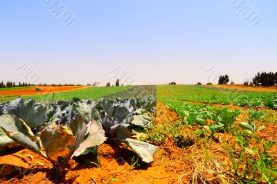 Field Field