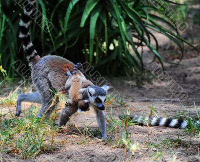 Lemur