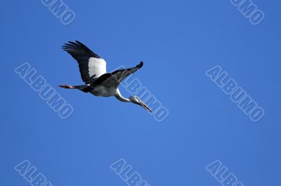 Asian Openbill stork