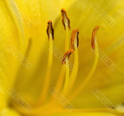 Day Lily