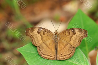 Chocolate Pansy