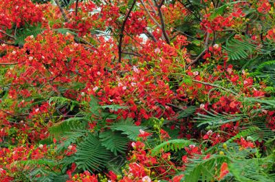 Gulmohar Flowers