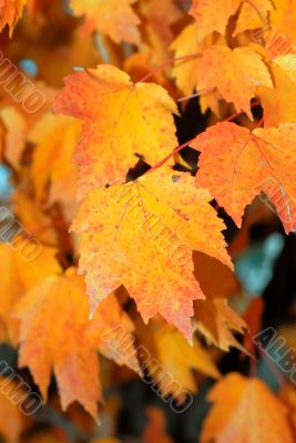 Fall Foliage Fall Foliage