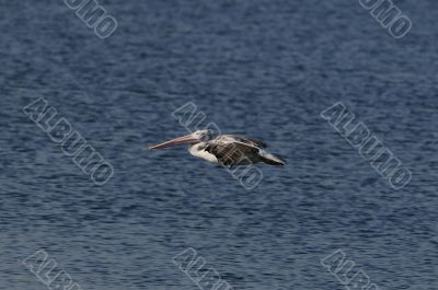 Spot Billed Pelican