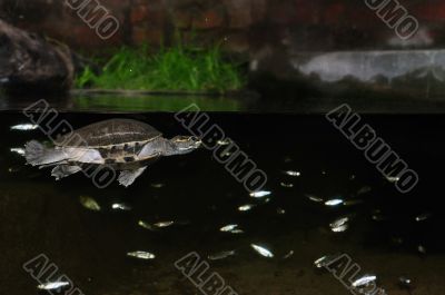 Turtle
