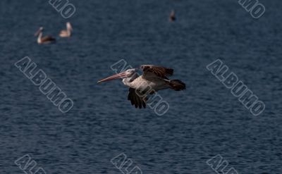 Spot Billed Pelican