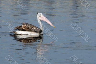 Pelicans