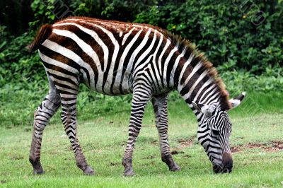 Zebra Zebra