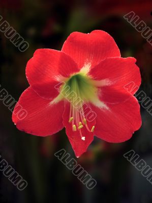 Amaryllis Amaryllis