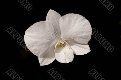 White Ochid