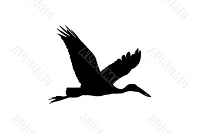 Asian Open Bill Stork