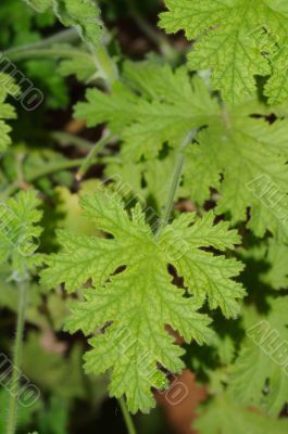Green Leaves Green Leaves