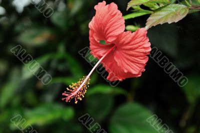 hibiscus