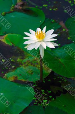 White Lily White Lily