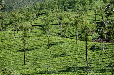 Tea Plantation