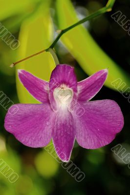 Pink Orchid Pink Orchid