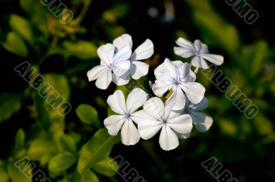 periwinkle