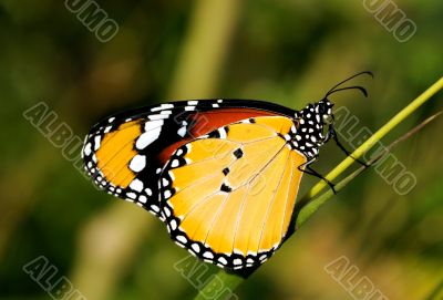 Plain Tiger Plain Tiger