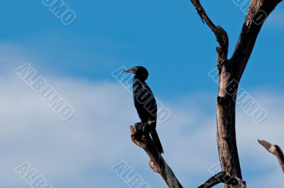 Cormorant