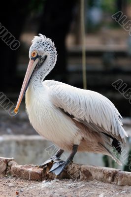 Spot-Billed or Grey Pelican