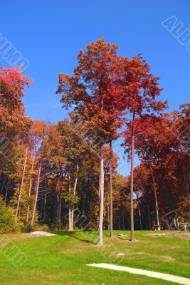 Fall Foliage Fall Foliage