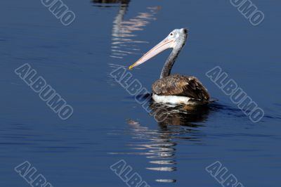 Spot Billed Pelican