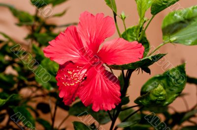 Hibiscus