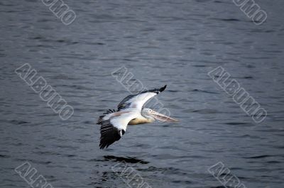 Spot Billed Pelican