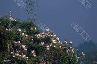 Spot Billed Pelican