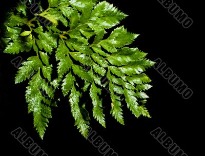 fern leave with water drops 