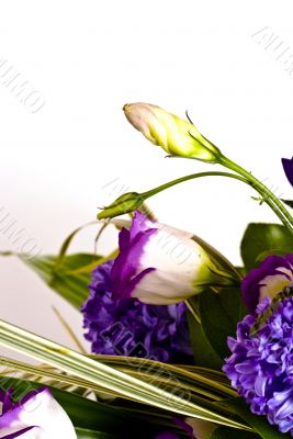 bud of flower bud of flower