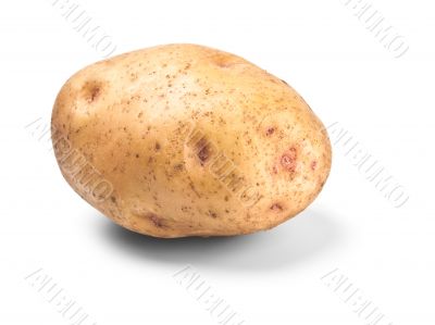 single potato in peel single potato in peel