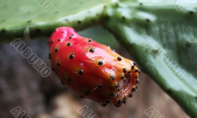 Prickly pear