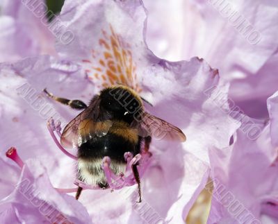 humble bee in the bloom of rhododendron