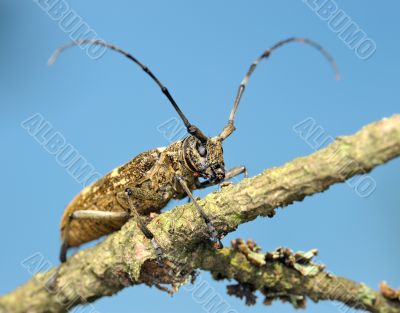 Beetle on a dry branch