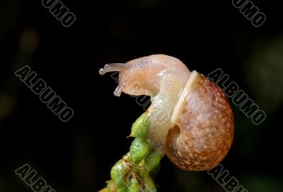 Snail on plant 