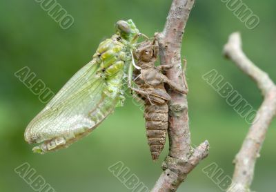 Birth of a dragonfly (series 5 photos) 