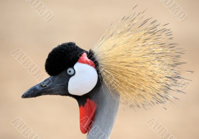 Crowned Crane 