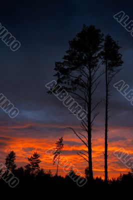 Sunset and pine Sunset and pine