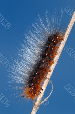 Hairy caterpillar