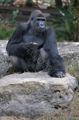 Gorilla